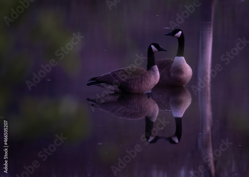 Two Canadian Geese with reflection on lake with purple light
