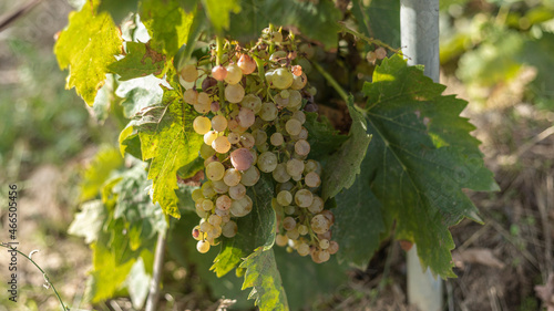 White grapes ripening in the in the vineyards of the Sothern Rhone