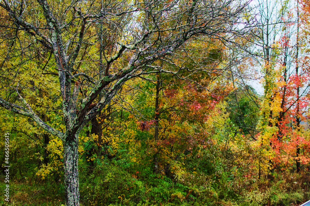 Autumn colors