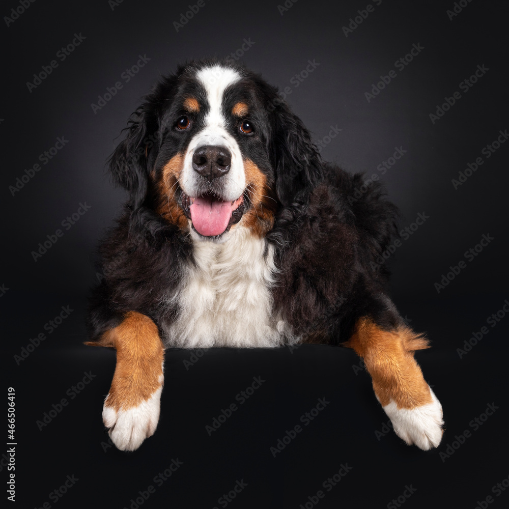 Majestic Berner Sennen dog, laying down facing front with paws hanging over edge. Looking towards camera. Isolated on a black background. Mouth open, pink tongue out.