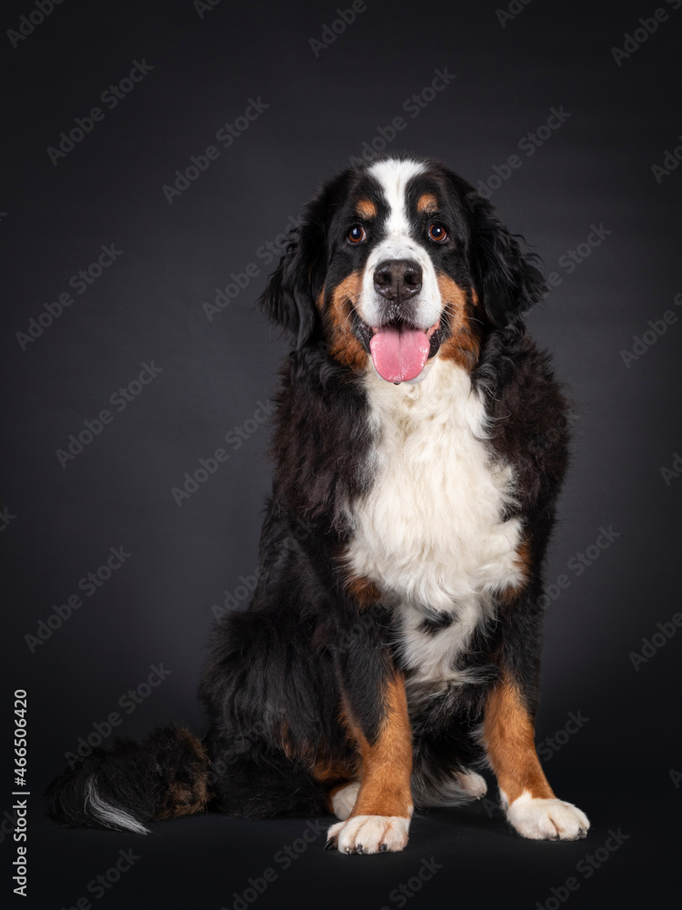 Majestic Berner Sennen dog, sitting up facing front. Looking towards camera. Isolated on a black background. Mouth open, pink tongue out.