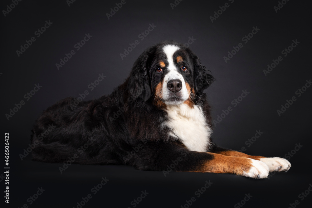 Majestic Berner Sennen dog, laying down side ways. Looking towards camera. Isolated on a black background. Mouth closed.