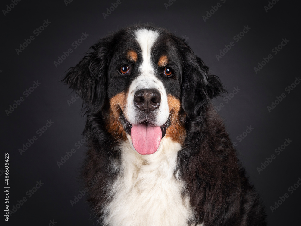Head shot of majestic Berner Sennen dog. Looking towards camera. Isolated on a black background. Mouth open, pink tongue out.