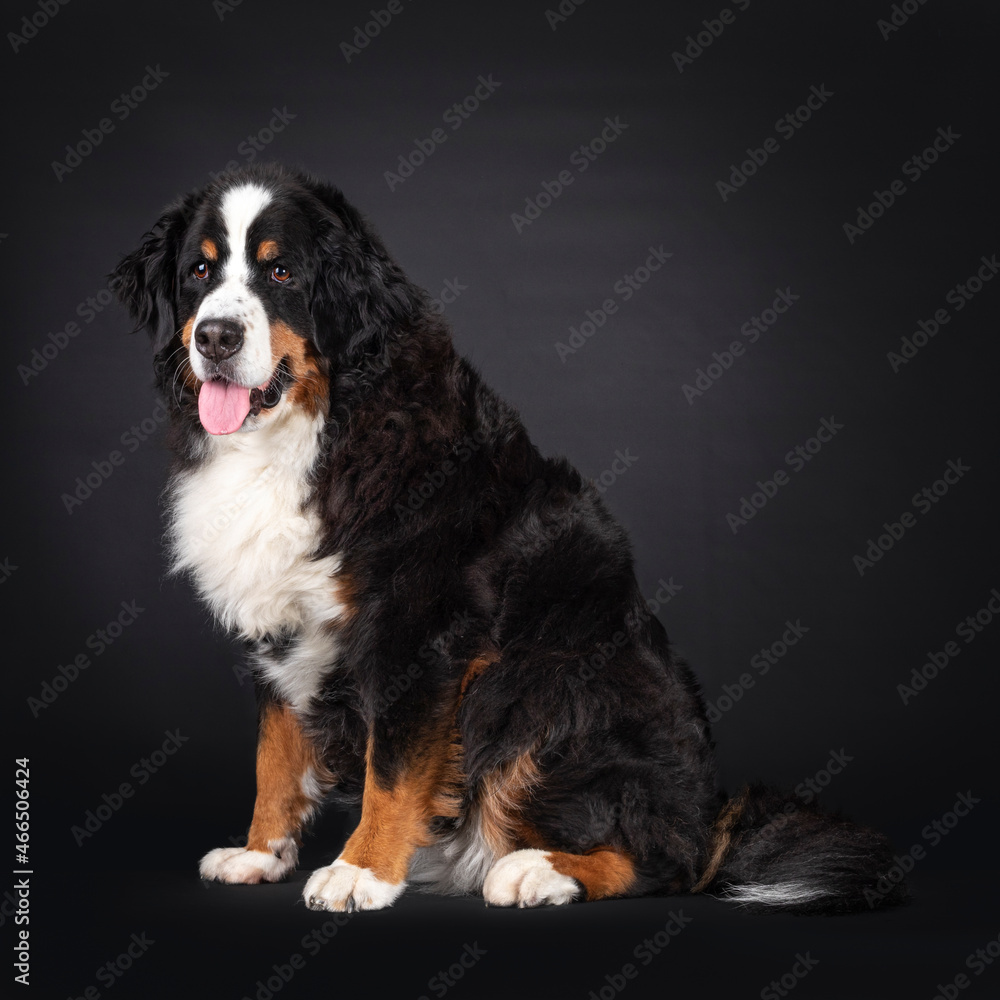 Majestic Berner Sennen dog, sitting up side ways. Looking beside away from camera. Isolated on a black background. Mouth open, pink tongue out.