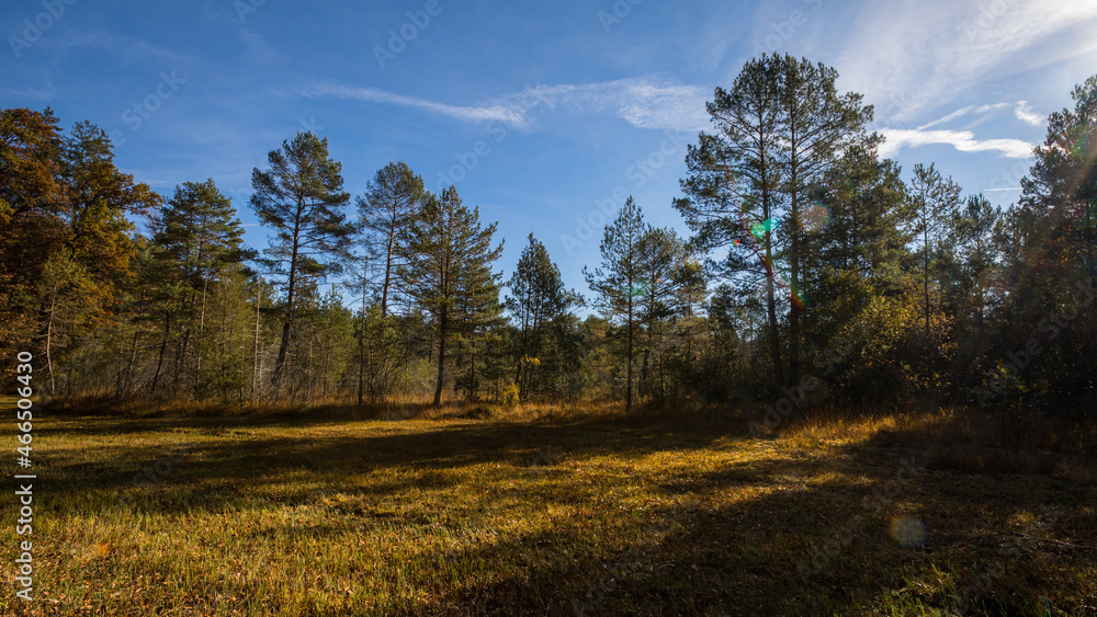 Fototapeta premium Bäume im Herbst