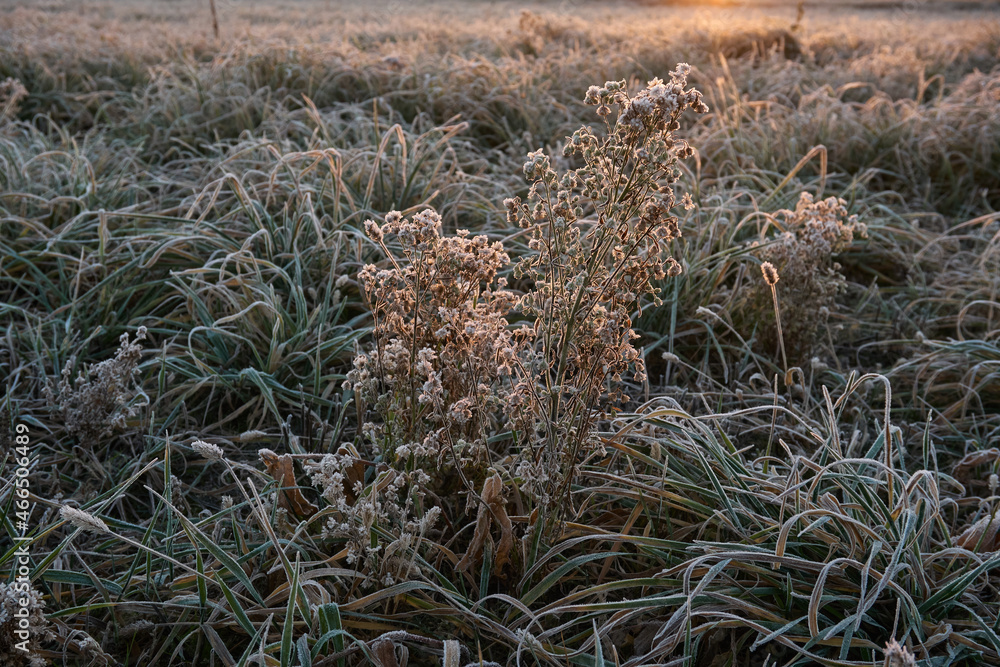 Obraz premium Frosty morning