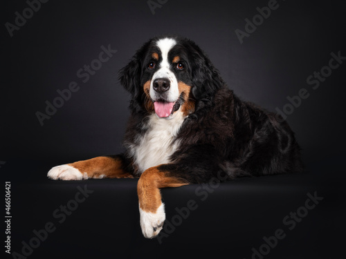 Majestic Berner Sennen dog, laying down side ways with paw hanging over edge. Looking towards camera. Isolated on a black background. Mouth open, pink tongue out.