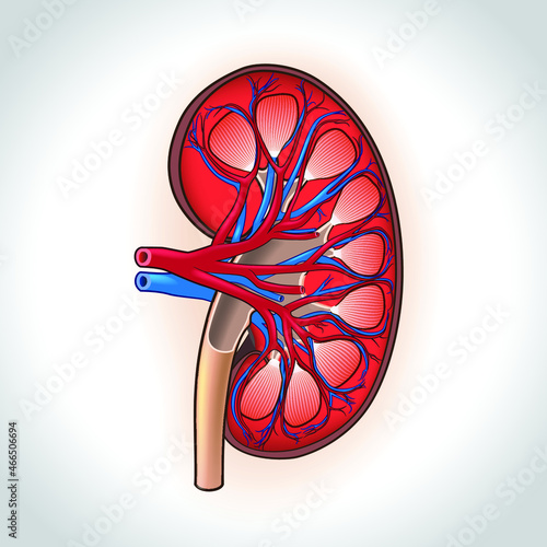 Human kidney cross-section illustration sees veins and arteries used in medicine and education.