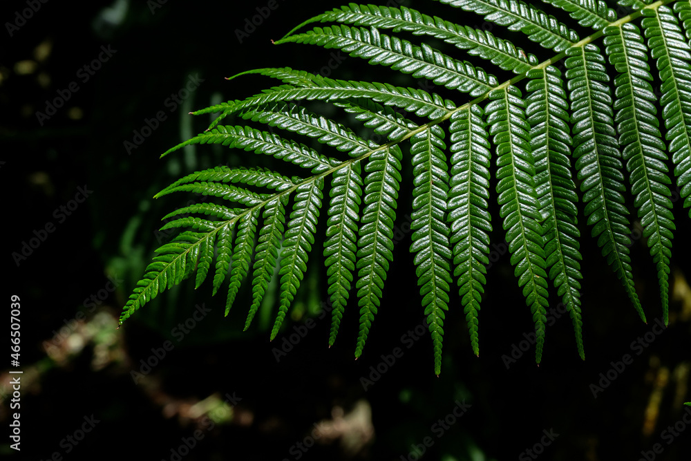 Shining green fern leaves on black background