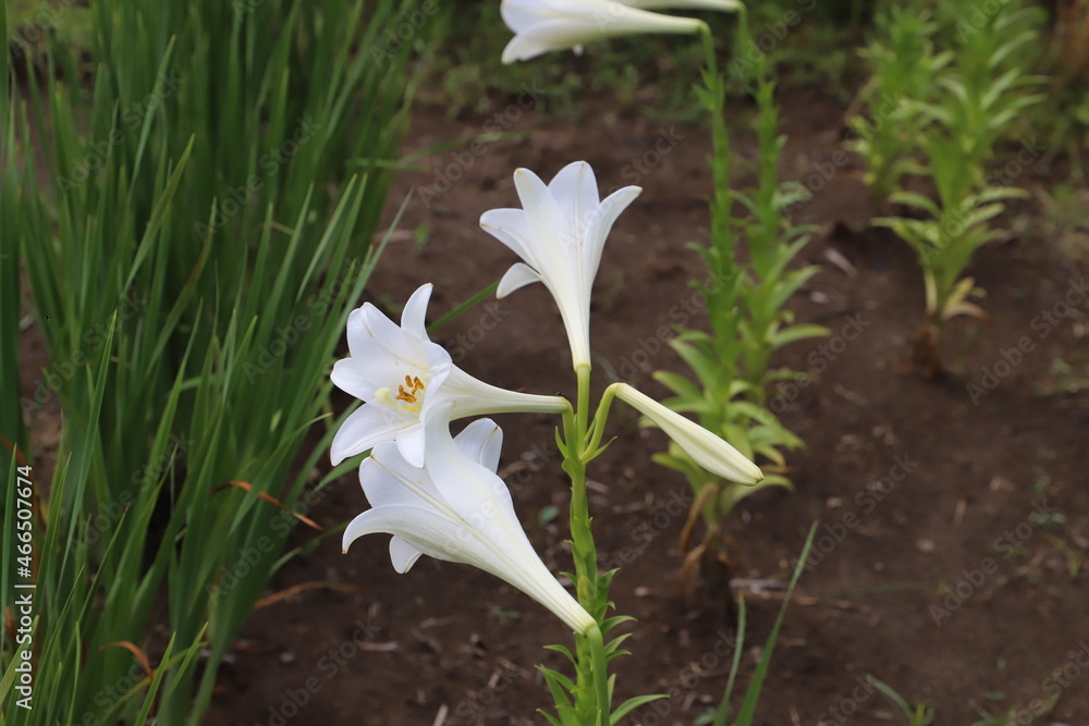 Obraz premium 初夏の公園に咲くテッポウユリの白い花