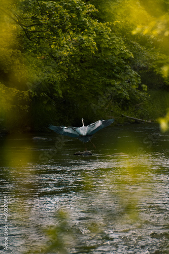 heron lands