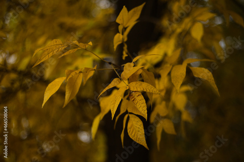 Złote liście na jesionie