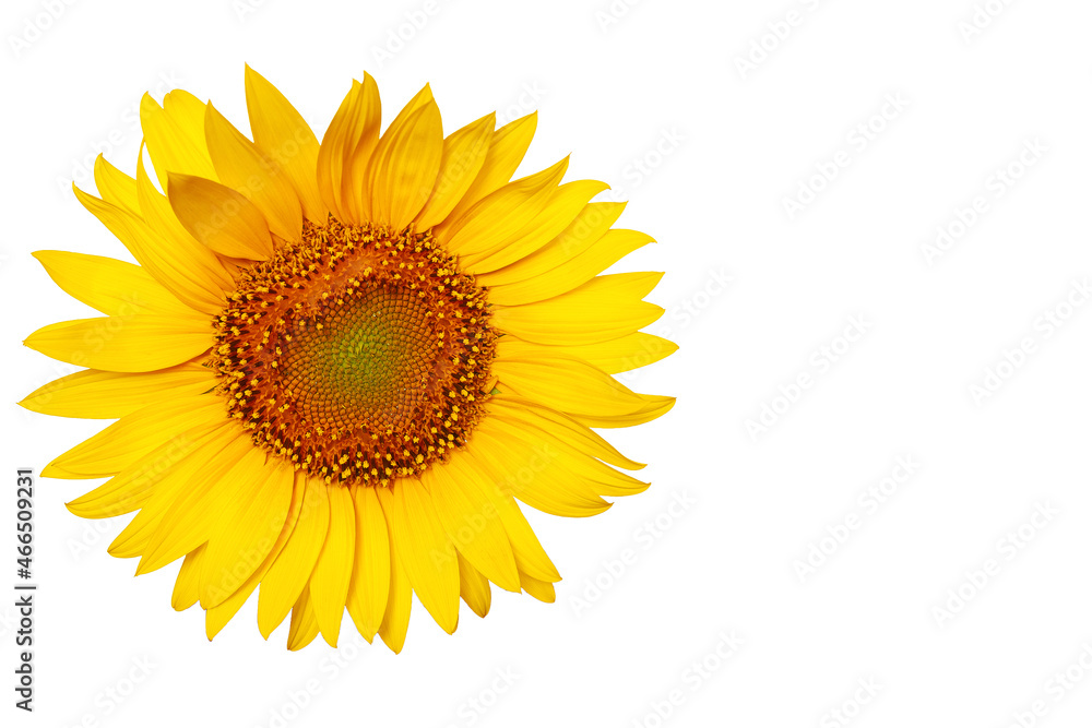 Fototapeta premium sunflower isolated on white background