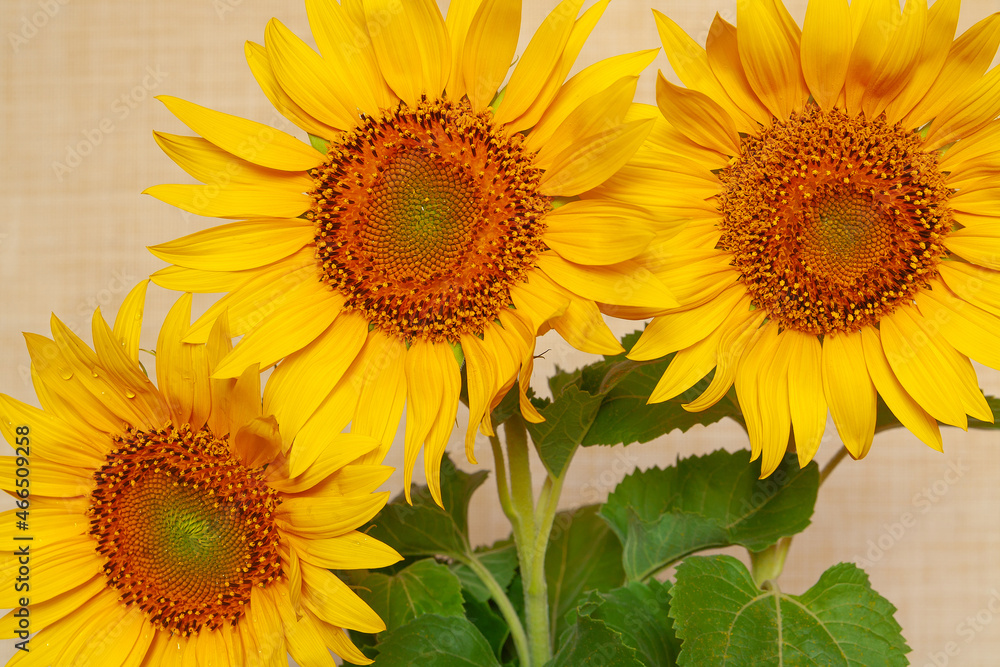 Fototapeta premium Beautiful sunflowers on color background. Flowers in a beautiful bouquet