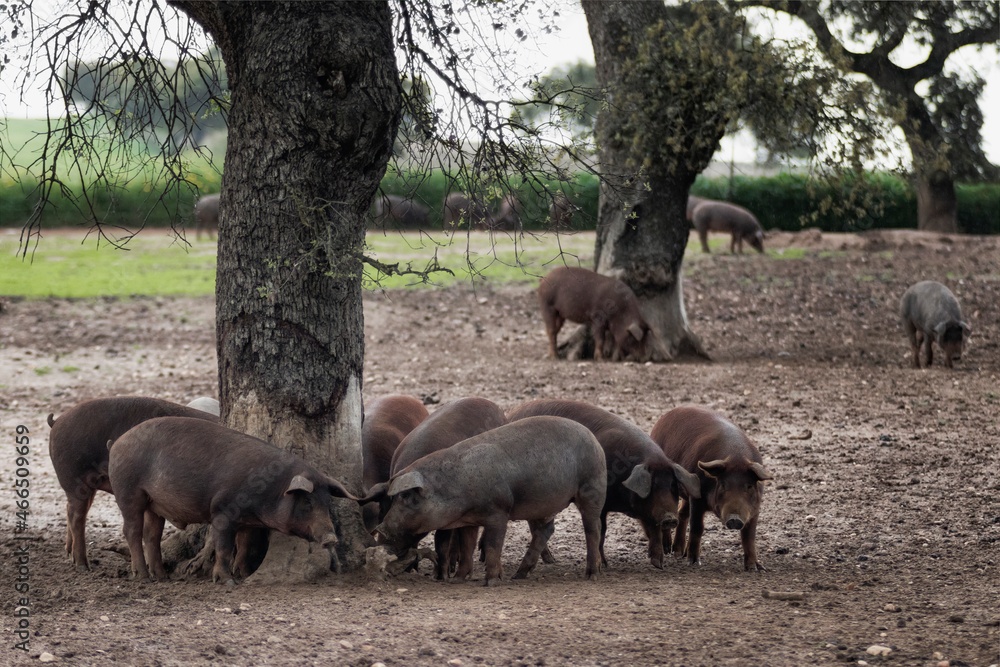 Cerdo ibérico criado con bellota en la dehesa de Extremadura en una piara de guarros de pata negra rodeados de encinas. Cerdo ibérico criado con bellota en la dehesa de Extremadura en una piara de guarros de pata negra rodeados de encinas.
