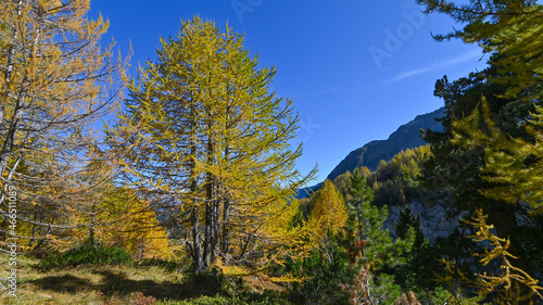 Paesaggio di alta montagna, in ottobre, con larici autunnali colorati di giallo e arancione, intervallati da pini verdi 