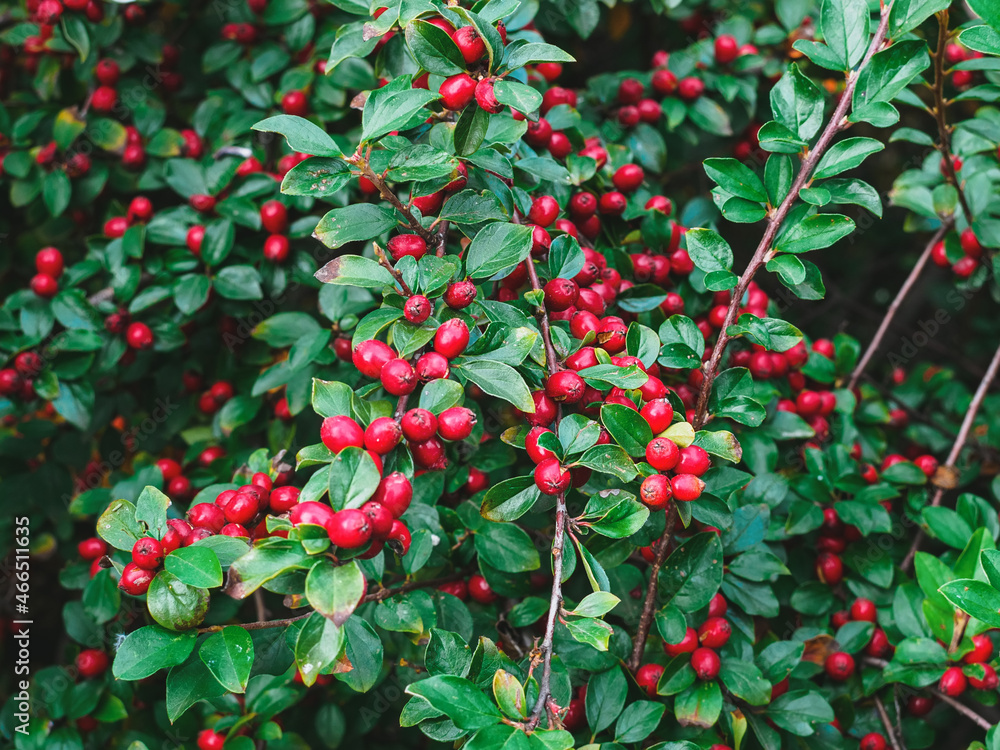 ripe red shiny berries cotoneaster on a branch ripe red shiny berries cotoneaster on a branch