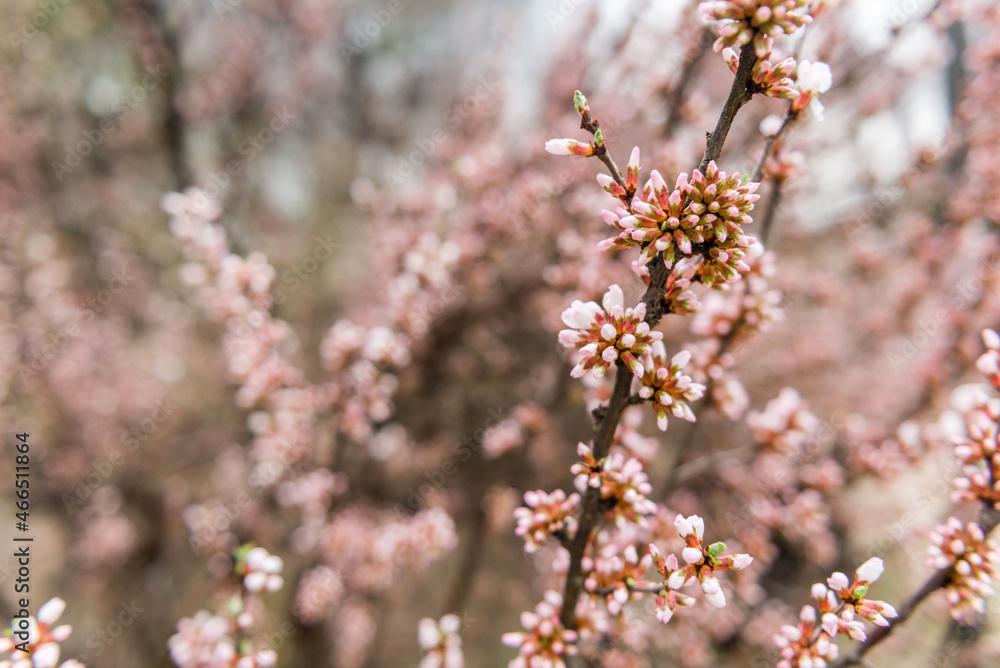 Cherry blossoms in a garden at Seoul, South Korea. Cherry blossoms in a garden at Seoul, South Korea.