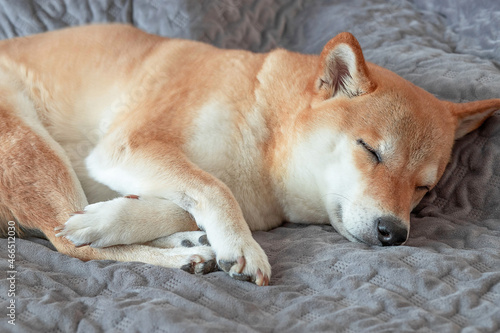 Cute red Shiba inu dog sleeps on grey sofa at home. Close-up. © Елена Швецова