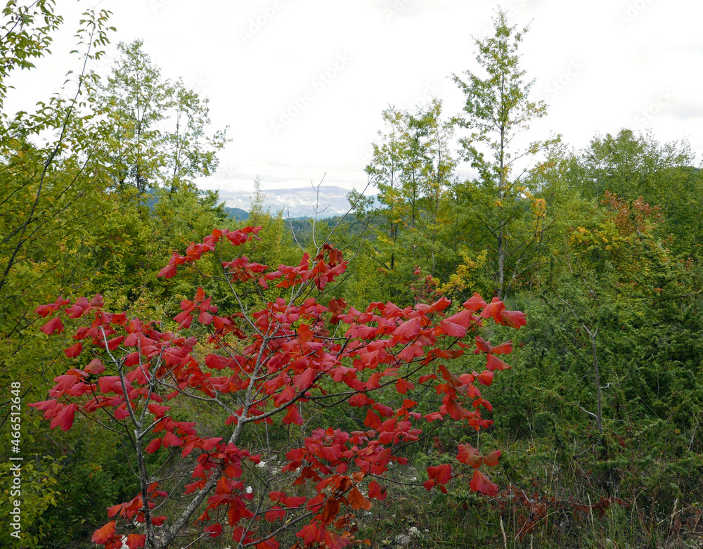 foglie colorate nel bosco autunnale