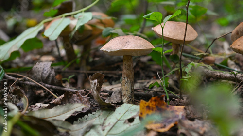Funghi nel bosco in autunno, non commestibili, in primo piano