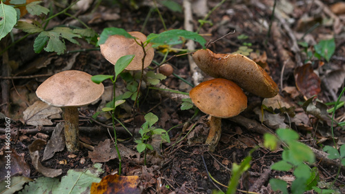 Funghi nel bosco in autunno, non commestibili, in primo piano