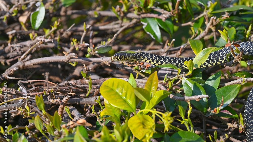 Naklejka premium Biacco, serpente dei giardino, nella siepe, in primavera