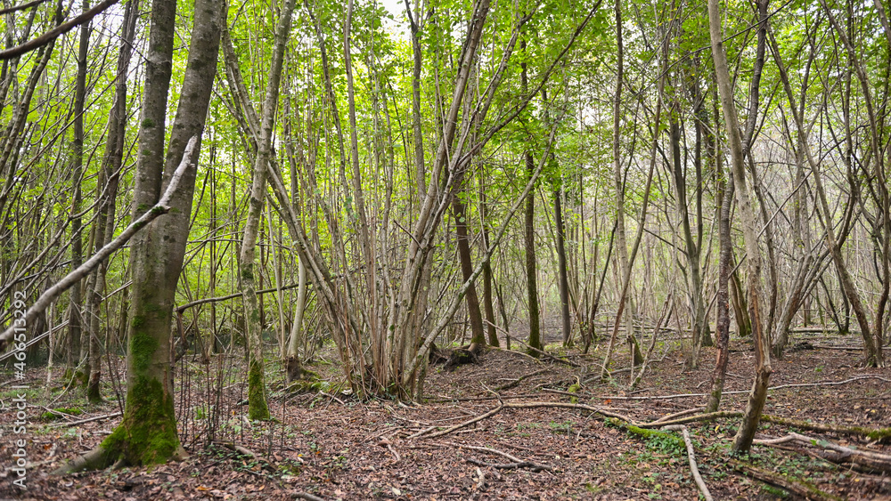 Fototapeta premium Bosco in estate, con sentiero e alberi