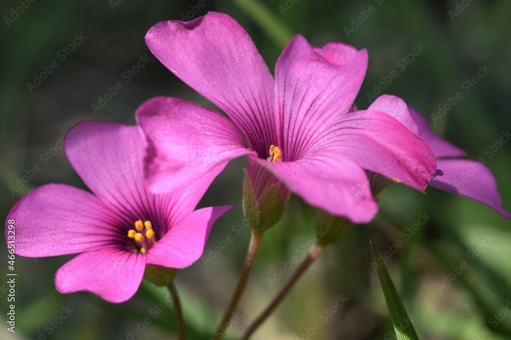 close up of pink sorrel flower, Oxalis Articulata, uniform green background close up of pink sorrel flower, Oxalis Articulata, uniform green background