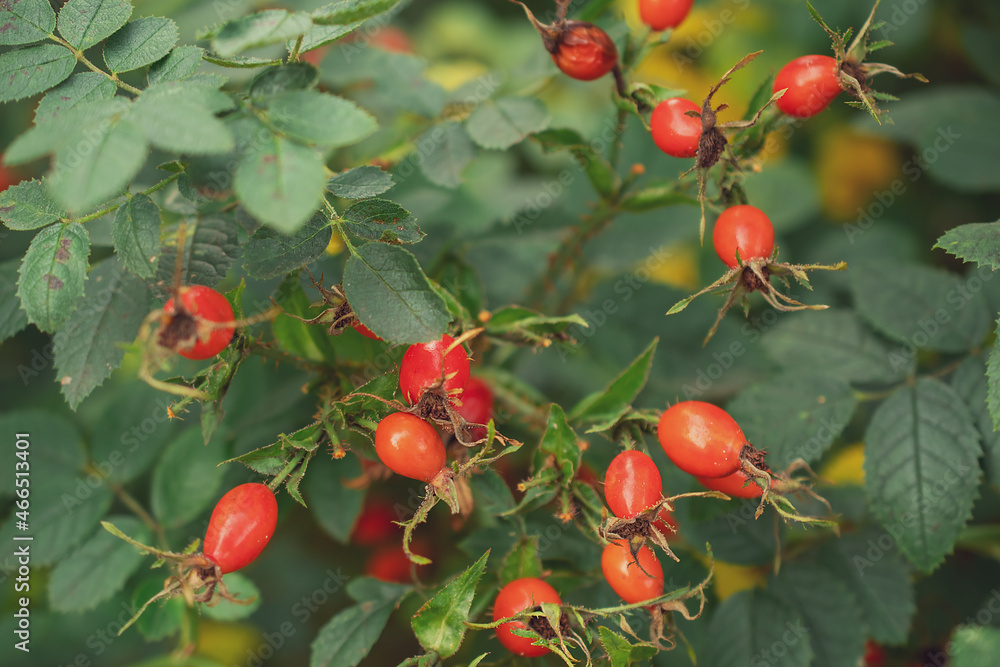 red rose hips close-up on a bush