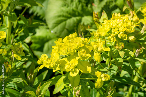 Close up of yellow green Euphorbia  Palustris Marsh Spurge flower bracts. 