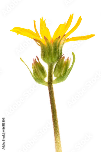 Arnica montana flower photo