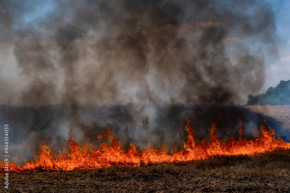 A fire on the stubble of a wheat field after harvesting. Enriching the soil with natural ash fertilizer in the field after harvesting wheat.