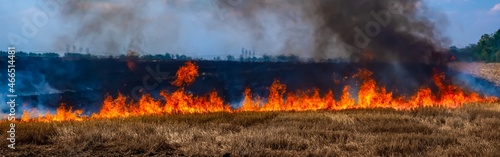 A fire on the stubble of a wheat field after harvesting. Enriching the soil with natural ash fertilizer in the field after harvesting wheat. © Danil Evskiy