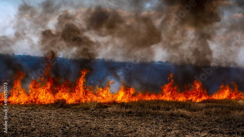 A fire on the stubble of a wheat field after harvesting. Enriching the soil with natural ash fertilizer in the field after harvesting wheat.