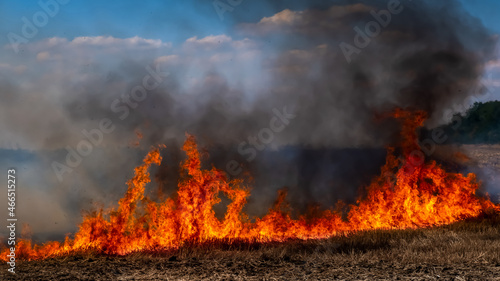 A fire on the stubble of a wheat field after harvesting. Enriching the soil with natural ash fertilizer in the field after harvesting wheat.