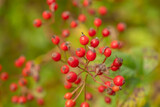 red berries on a bush in autumn