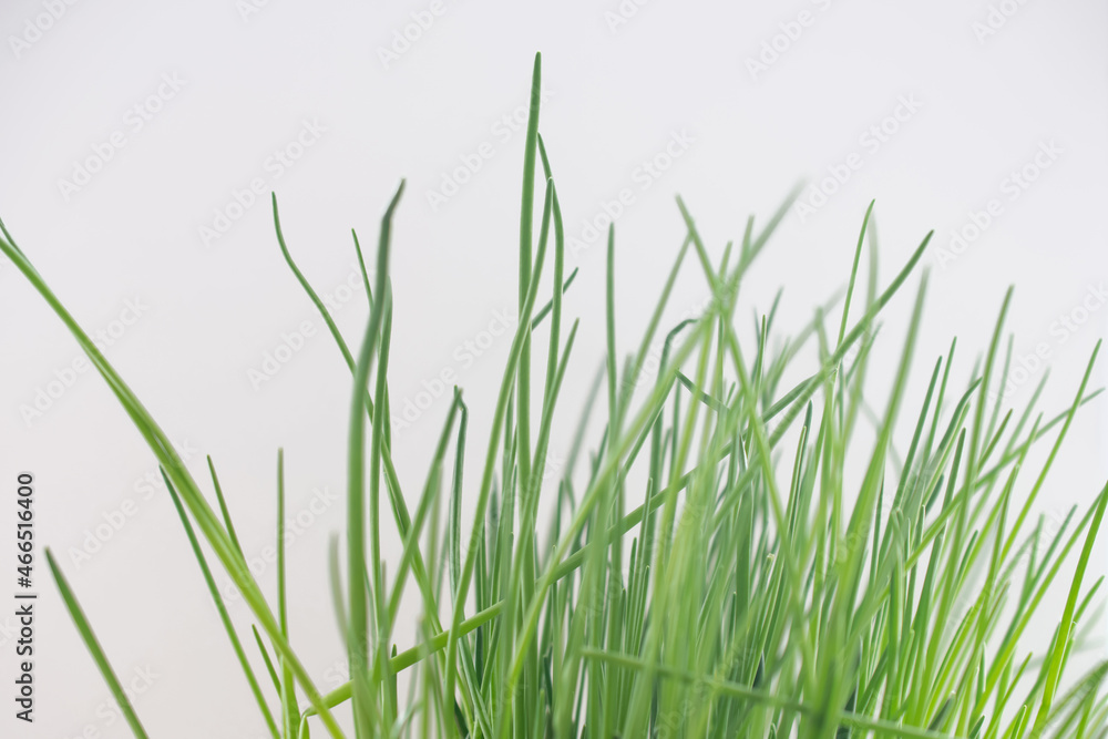 photography of onion feathers, close-up of green grass on a light background photography of onion feathers, close-up of green grass on a light background