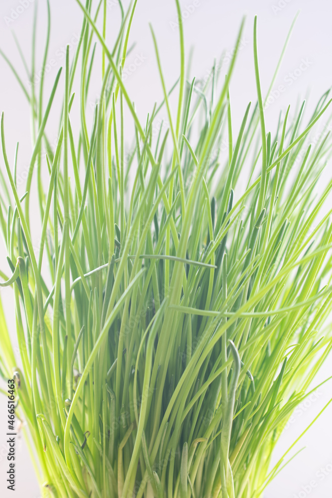 Naklejka premium photography of onion feathers, close-up of green grass on a light background