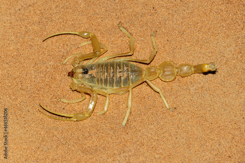 Shield Tailed Scorpion (Apistobuthus pterygocercus) in the middle east on the sand at night. (top view)