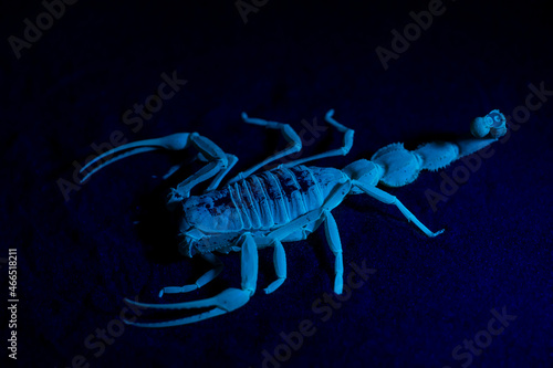 Shield Tailed Scorpion (Apistobuthus pterygocercus) under black light in the middle east on the sand at night. (side view)