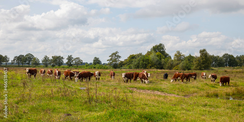 Wallpaper Mural group of cows brown and white in holland Torontodigital.ca