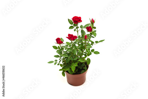 Red roses in a pot isolated on white background.