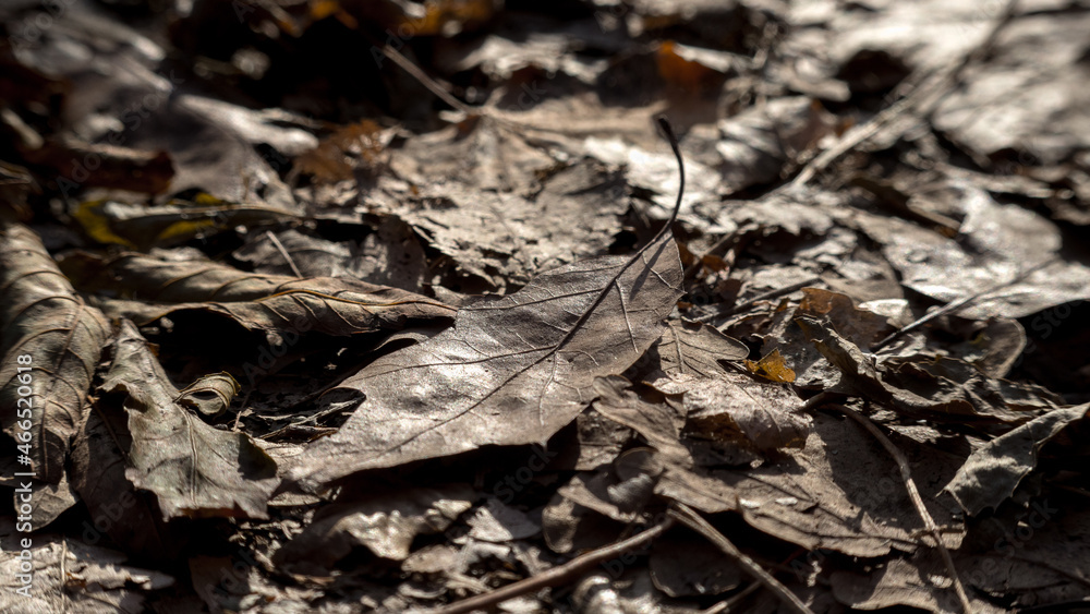 gloomy gray autumn with fallen leaves gloomy gray autumn with fallen leaves