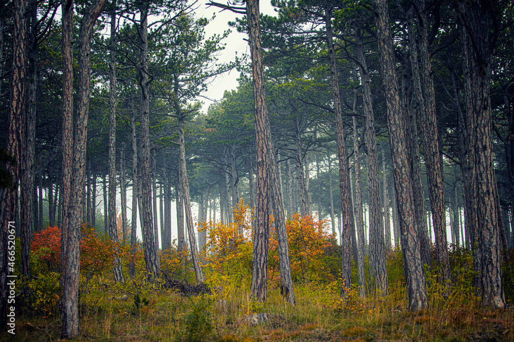 Obraz premium autumn forest in the mist 