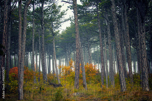 autumn forest in the mist 