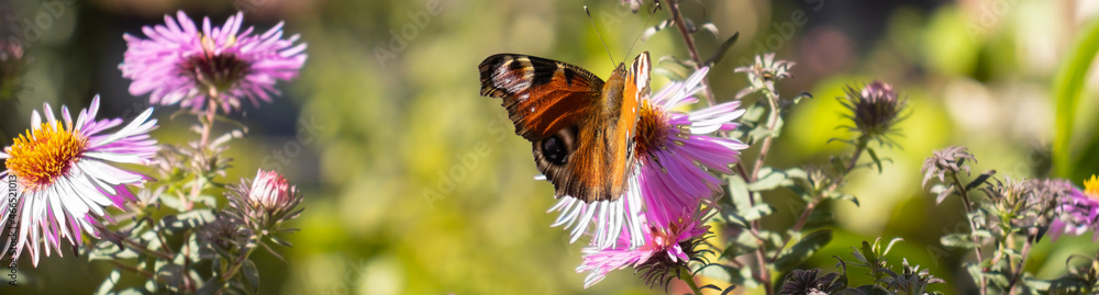 image of a beautiful butterfly on a background of flowers in a summer garden. image of a beautiful butterfly on a background of flowers in a summer garden.