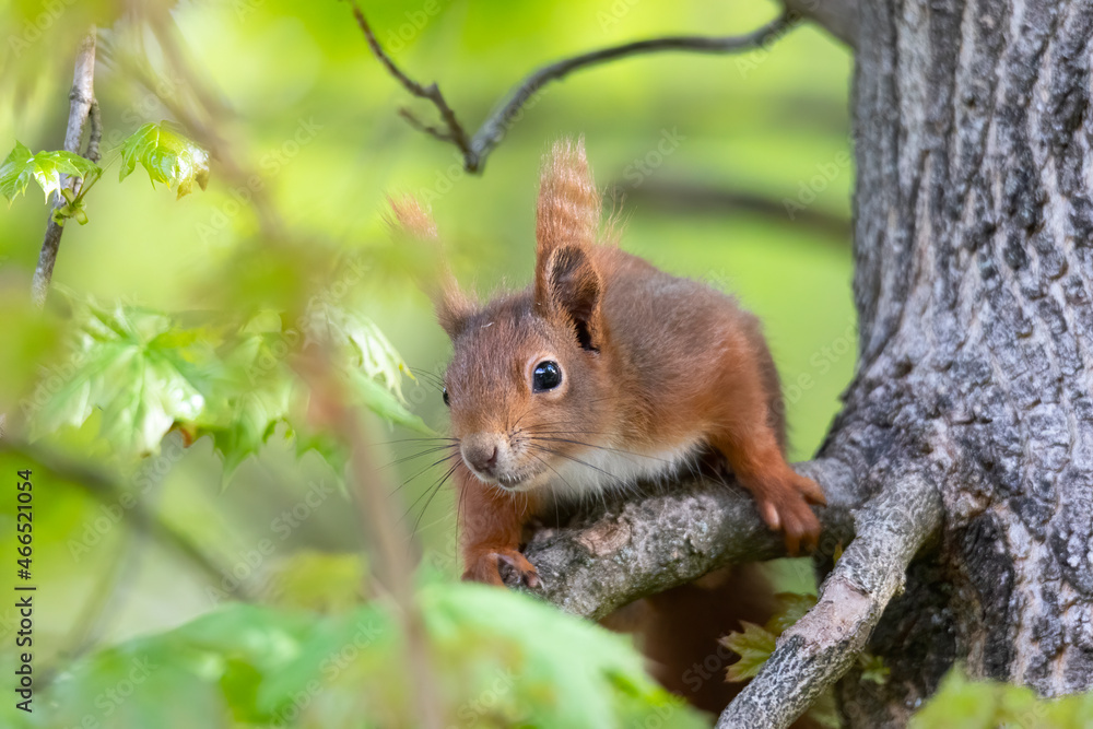 A squirrel sits between green leaves on a branch A squirrel sits between green leaves on a branch