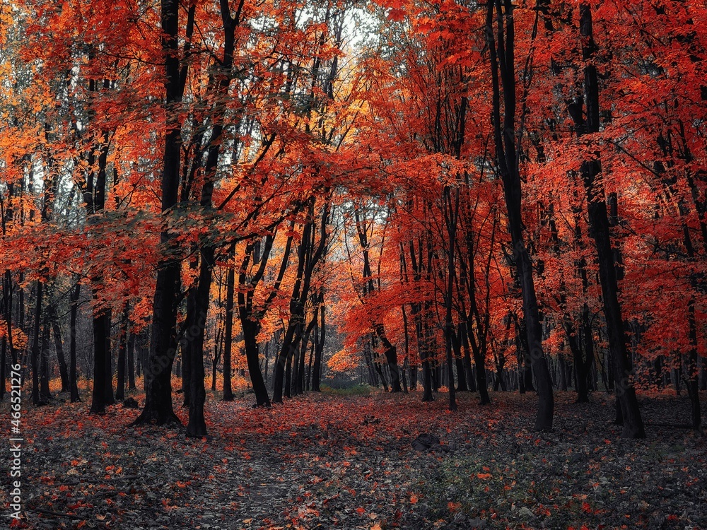 Fototapeta premium red autumn forest. Incredible atmosphere in the morning woods. Really beautiful nature.