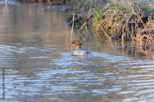 Goosander pair swimming in water